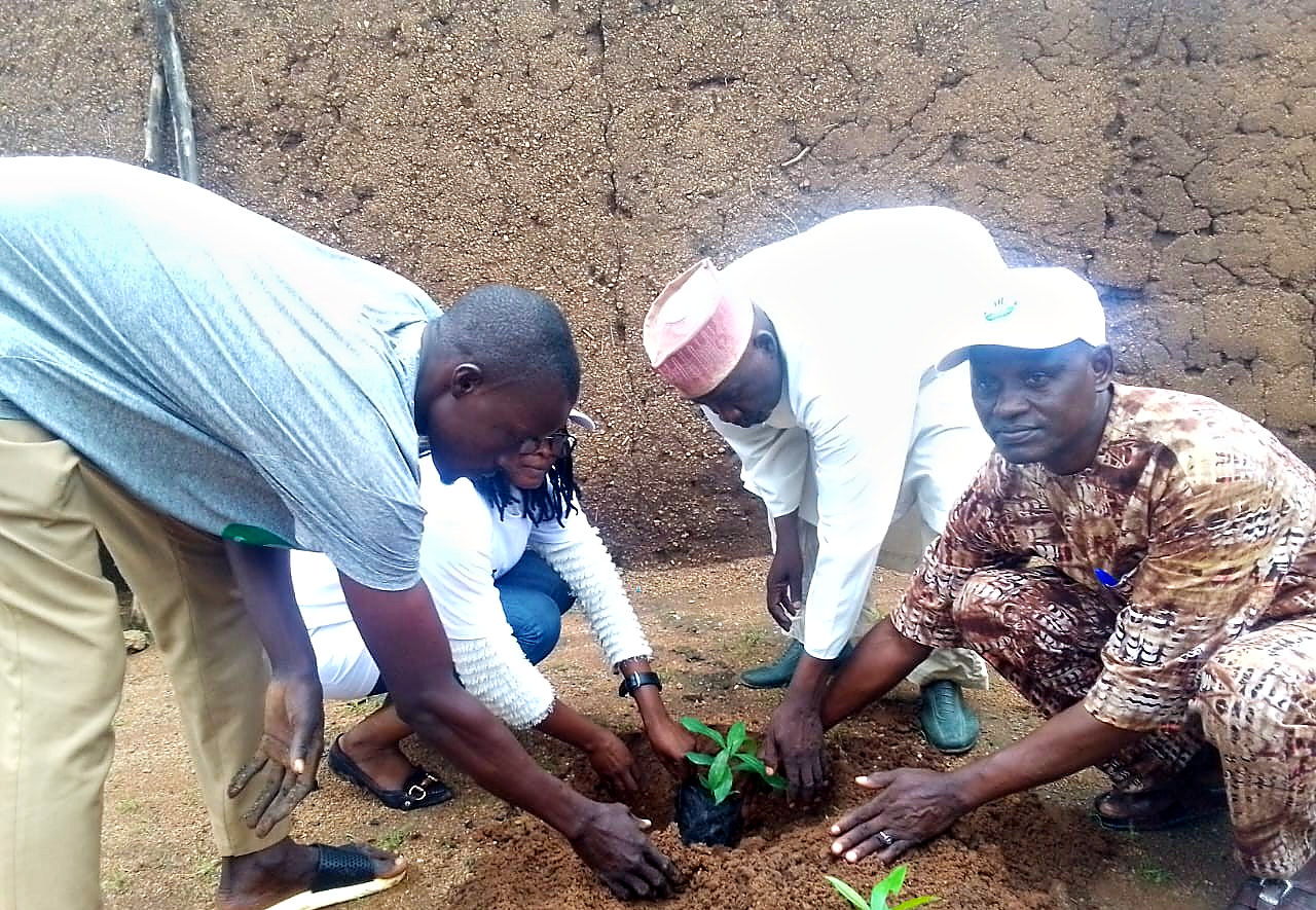 Community members planting an Olive seedling during the phase two Tree Planting Campaign in Hong LGA